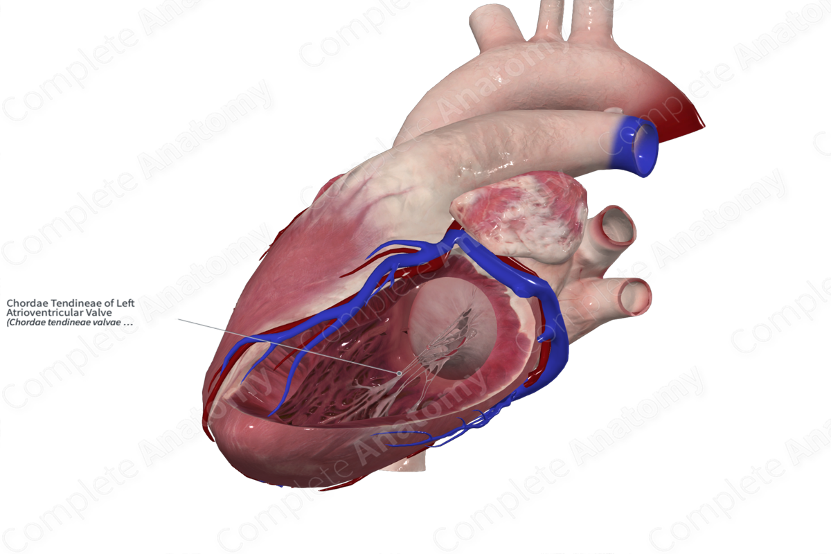 Chordae Tendineae of Left Atrioventricular Valve