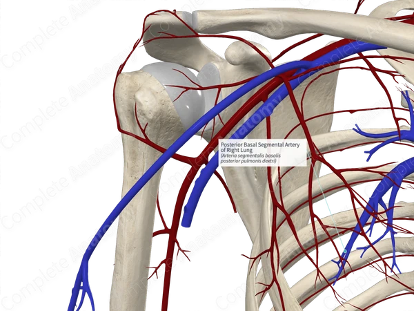 Posterior Basal Segmental Artery of Right Lung