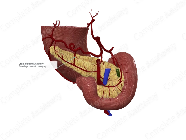 Great Pancreatic Artery