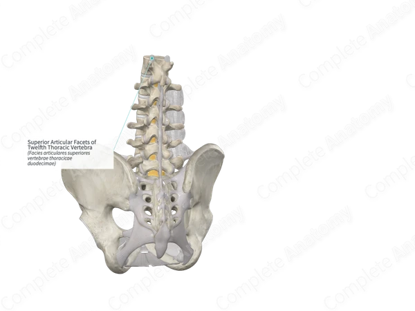 Superior Articular Facets of Twelfth Thoracic Vertebra