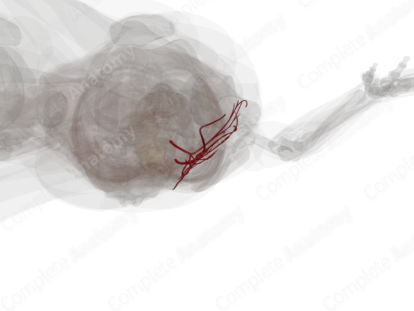 Arteries of Gluteal Region (Left)
