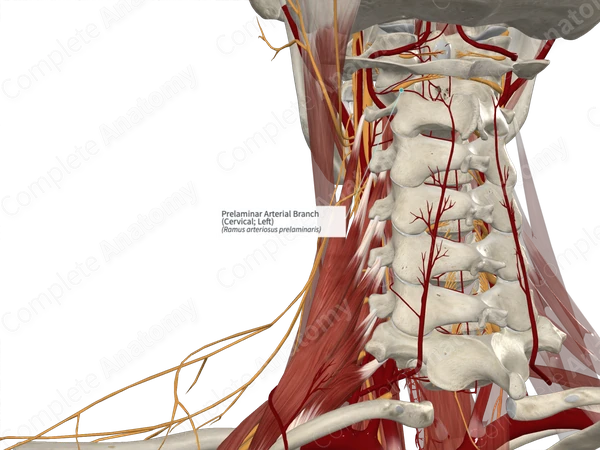 Prelaminar Arterial Branch (Cervical; Left)