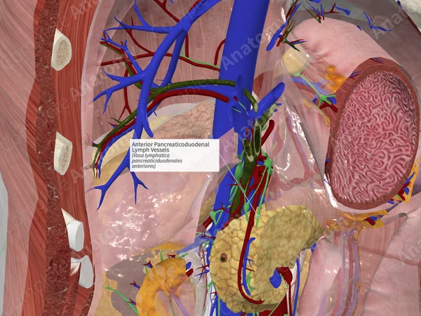 Anterior Pancreaticoduodenal Lymph Vessels
