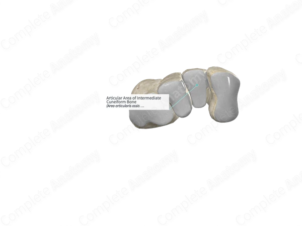 Articular Area of Intermediate Cuneiform Bone 