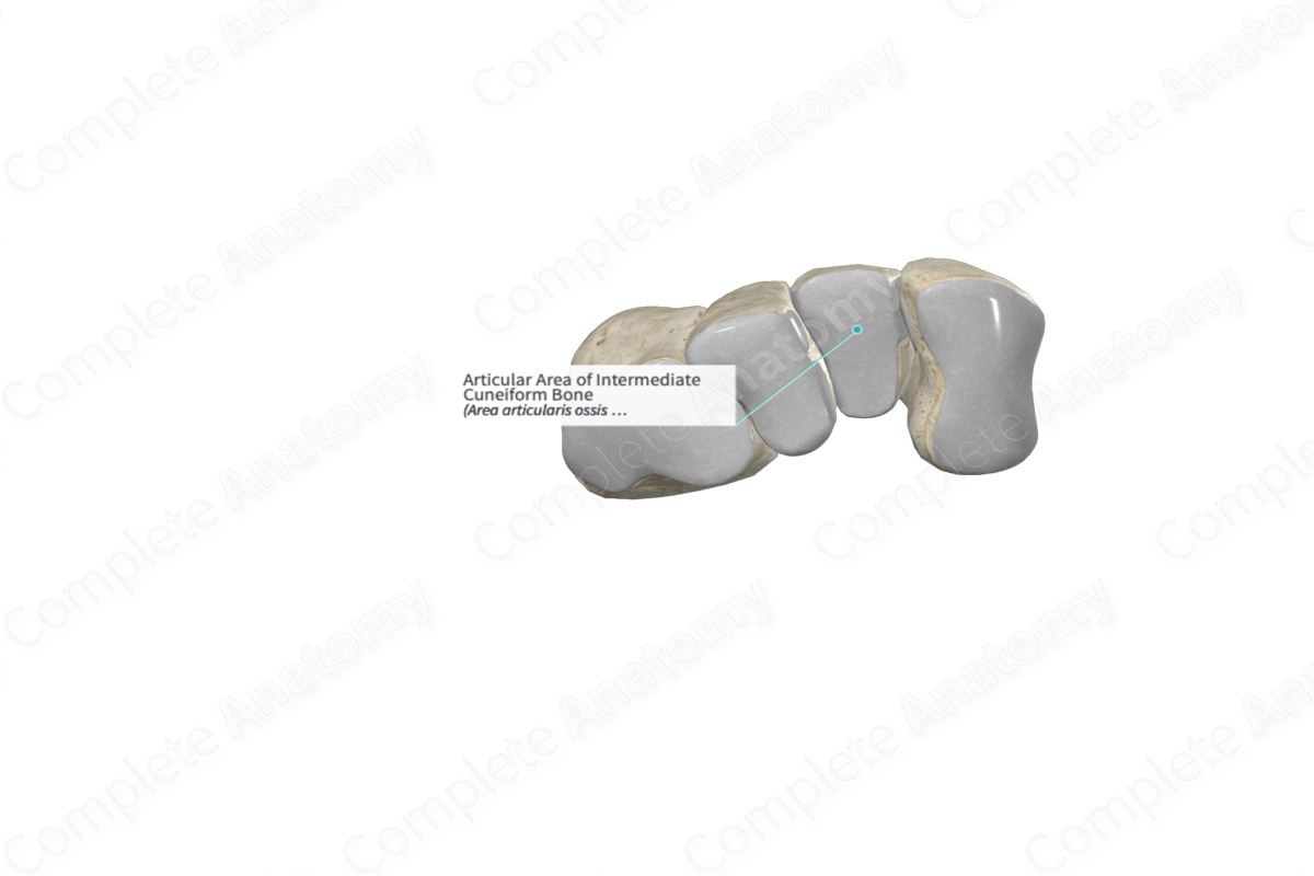 Articular Area of Intermediate Cuneiform Bone 