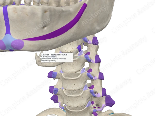 Anterior Tubercle of Fourth Cervical Vertebra (Left)