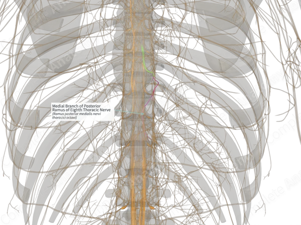Medial Branch of Posterior Ramus of Eighth Thoracic Nerve (Right)