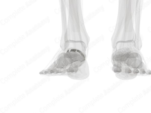 Cuneonavicular Joint (Left)