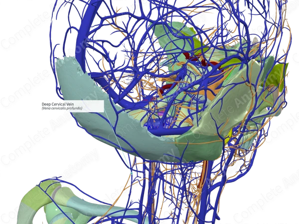 Deep Cervical Vein 