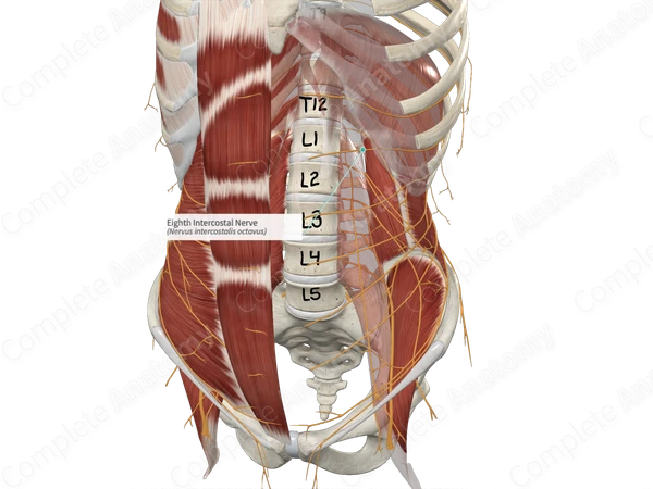 Eighth Intercostal Nerve