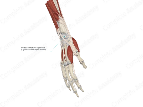 Dorsal Intercarpal Ligaments