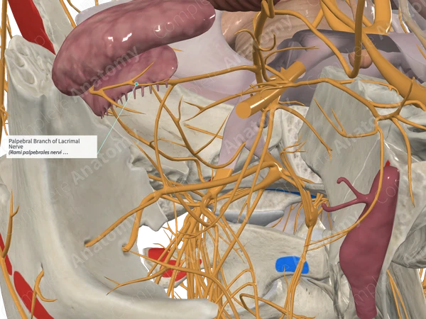 Palpebral Branch of Lacrimal Nerve 
