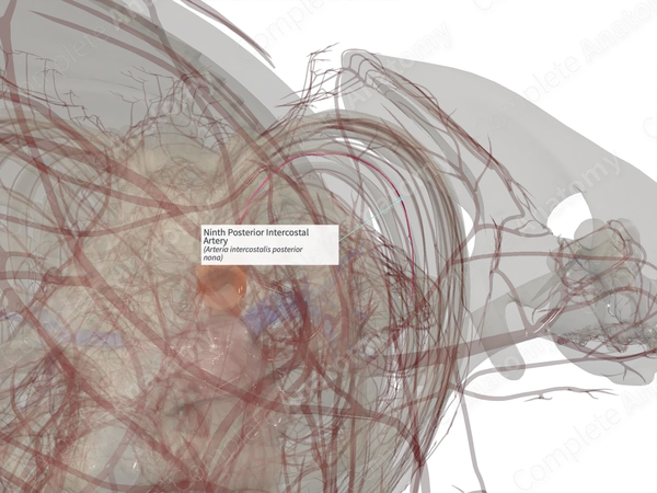 Ninth Posterior Intercostal Artery (Left)