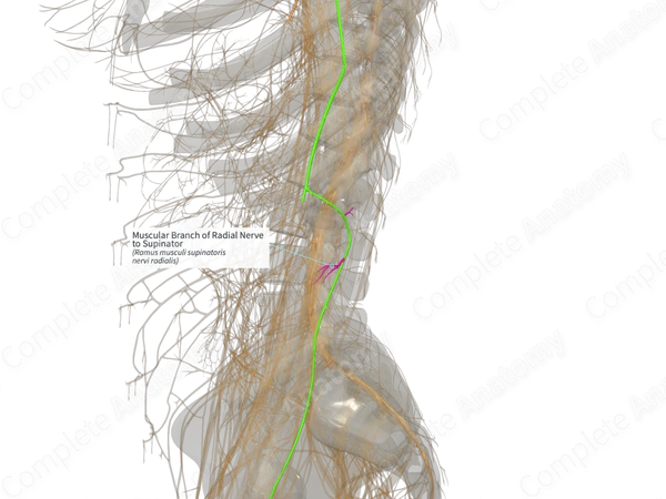 Muscular Branch of Radial Nerve to Supinator (Left)