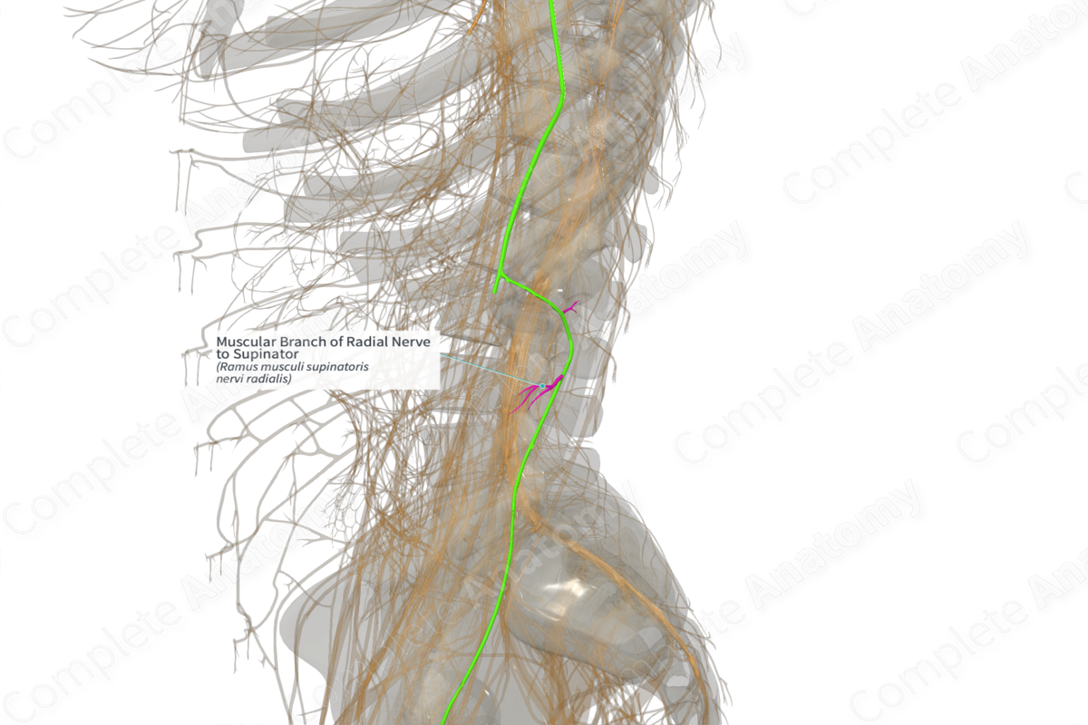 Muscular Branch of Radial Nerve to Supinator (Left)