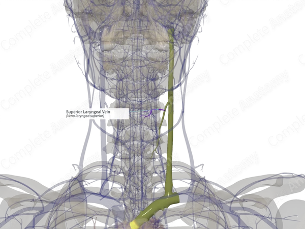 Superior Laryngeal Vein (Left)