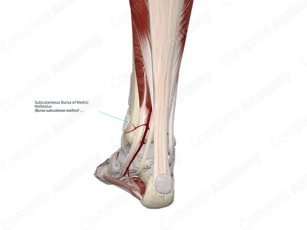 Subcutaneous Bursa of Medial Malleolus