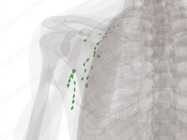 Axillary Nodes (Left)