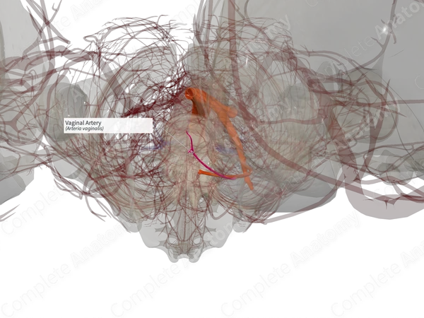Vaginal Artery (Right)