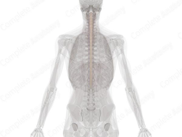 Spinal Pia