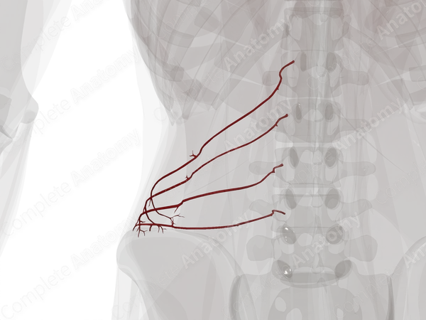 Lumbar Arteries (Left)