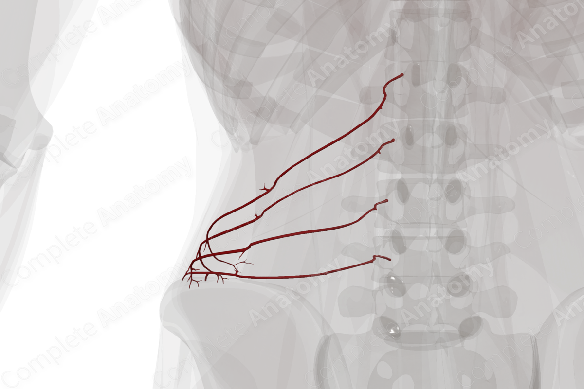 Lumbar Arteries (Left)