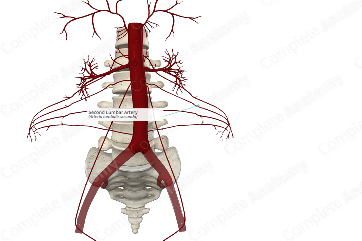 Second Lumbar Artery 