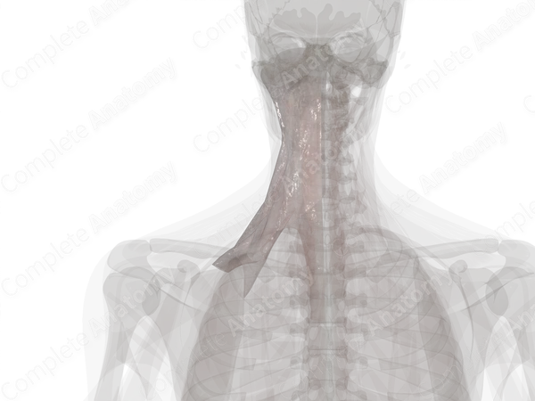 Deep Investing Cervical Fascia (Left)