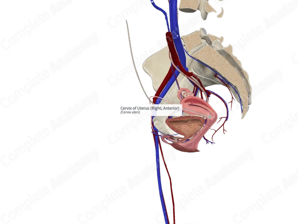 Cervix of Uterus (Right; Anterior)