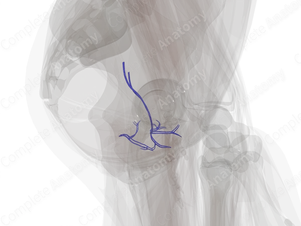 Vesical Veins