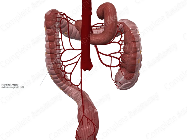 Marginal Artery