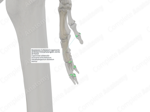 Accessory Collateral Ligaments of Distal Interphalangeal Joints of Hand (Right)