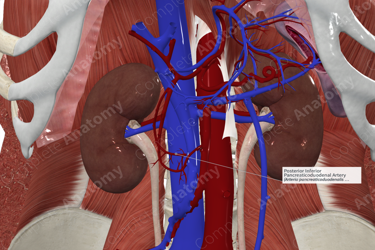 Posterior Inferior Pancreaticoduodenal Artery