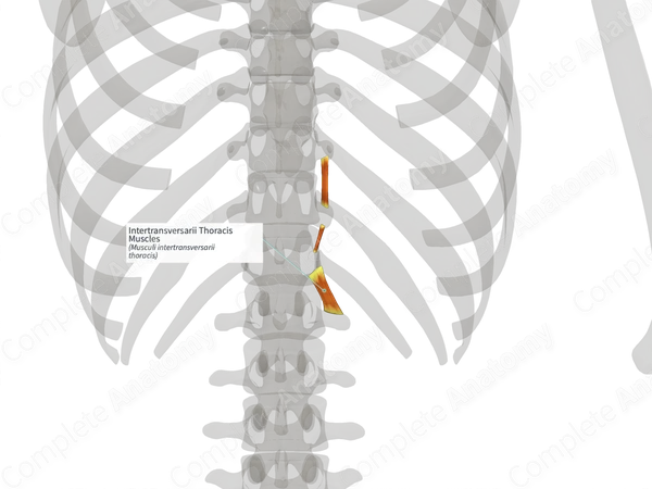 Intertransversarii Thoracis Muscles (Right)