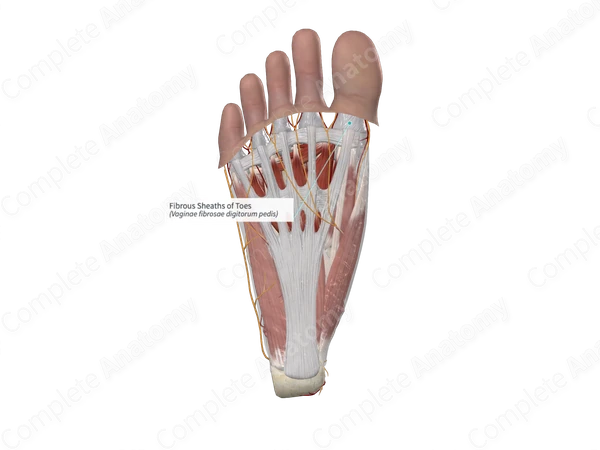 Fibrous Sheaths of Toes 