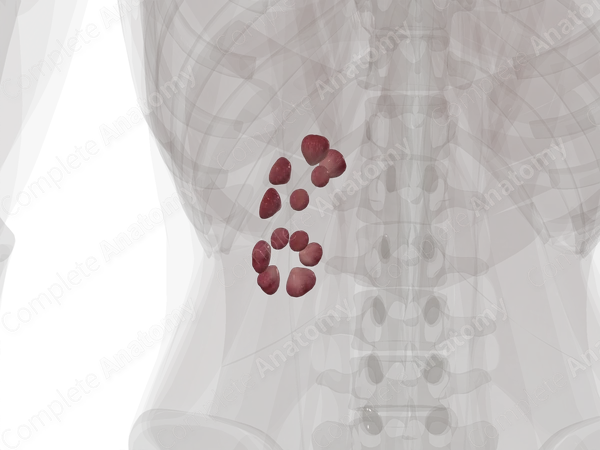 Renal Medulla (Posterior Part; Left)
