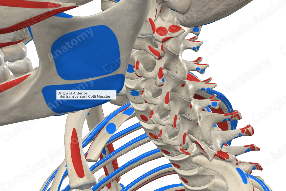 Origin of Anterior Intertransversarii Colli Muscles