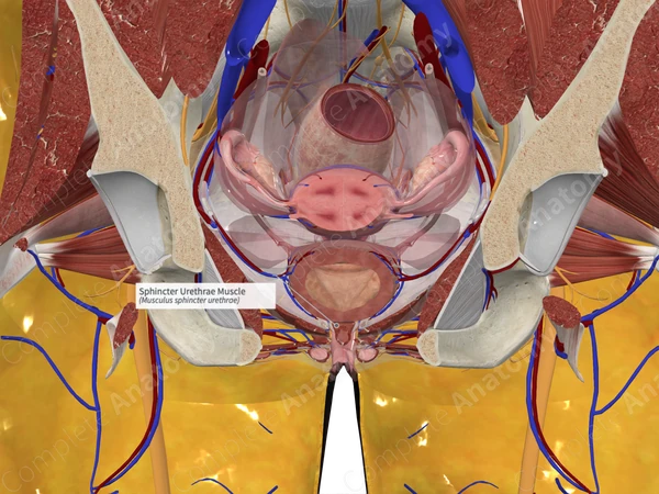 Sphincter Urethrae Muscle