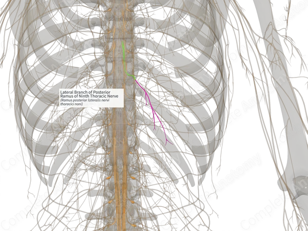 Lateral Branch of Posterior Ramus of Ninth Thoracic Nerve (Left)