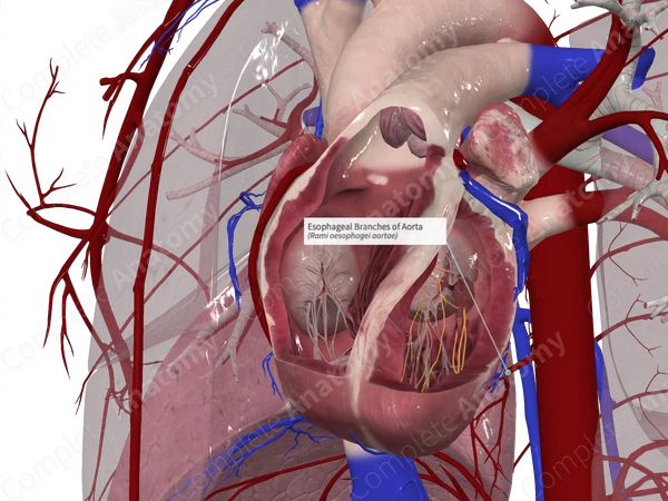 Esophageal Branches of Aorta