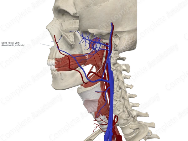 Deep Facial Vein 