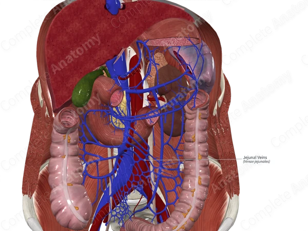 Jejunal Veins