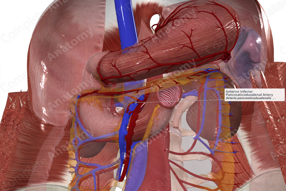 Anterior Inferior Pancreaticoduodenal Artery