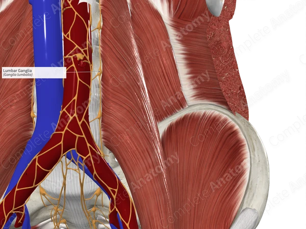 Lumbar Ganglia 