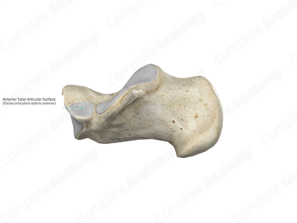 Anterior Talar Articular Surface 