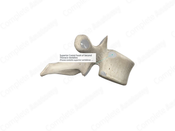 Superior Costal Facet of Second Thoracic Vertebra