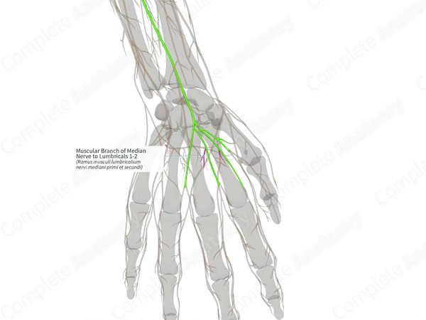 Muscular Branch of Median Nerve to Lumbricals 1-2 (Left)