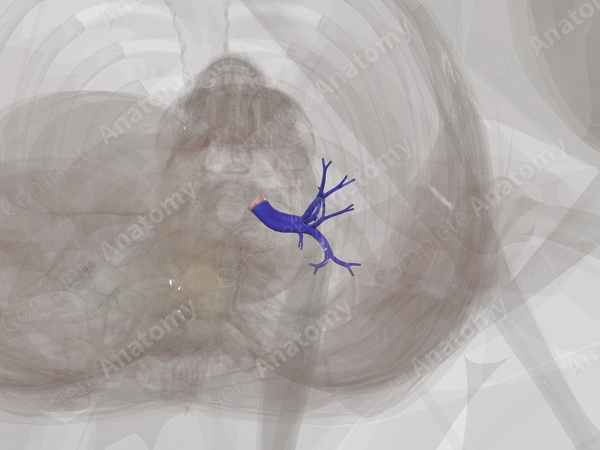 Pulmonary Arteries of Left Lung