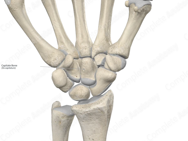 Capitate Bone 