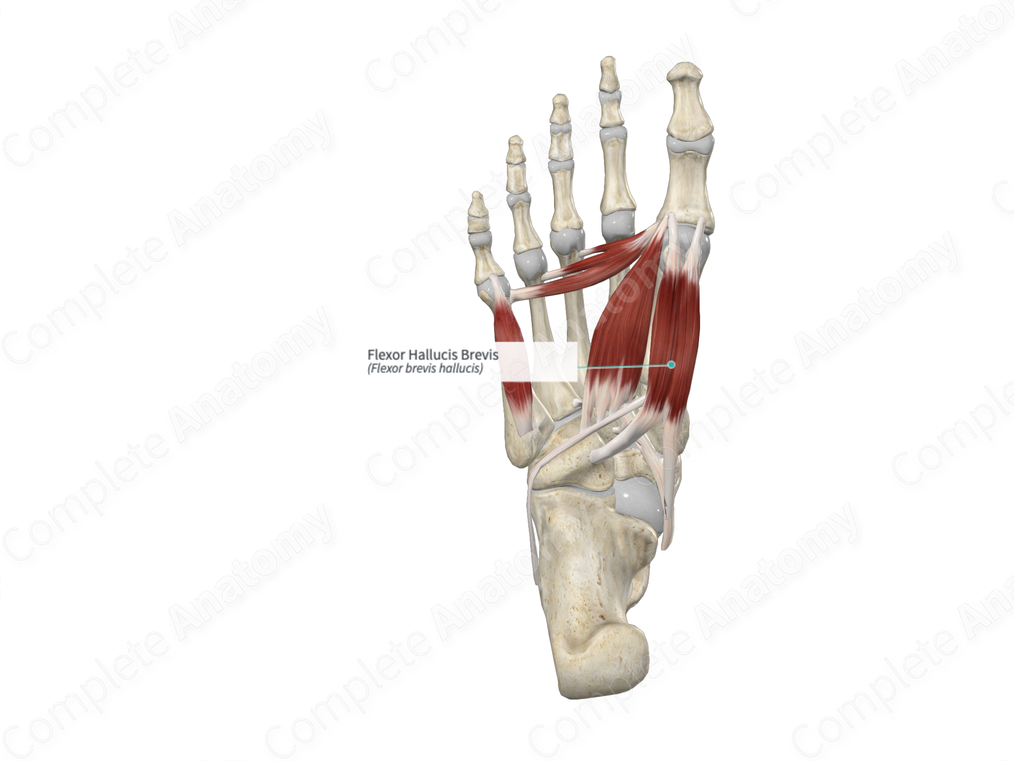 Flexor Hallucis Brevis | Complete Anatomy